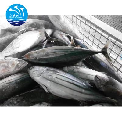 China Hot sale fresh pure frozen skipjack tuna JELLY with low price for sale