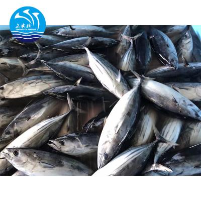 China Wholesale FROZEN Good Quality Jump Jack Fish FROZEN Skipjack Tuna For Sale for sale