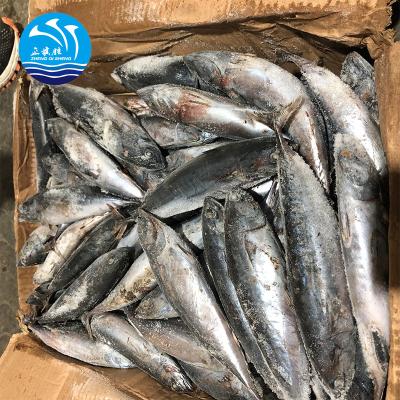 China FROZEN seafrozen whole round striped bonito for sale