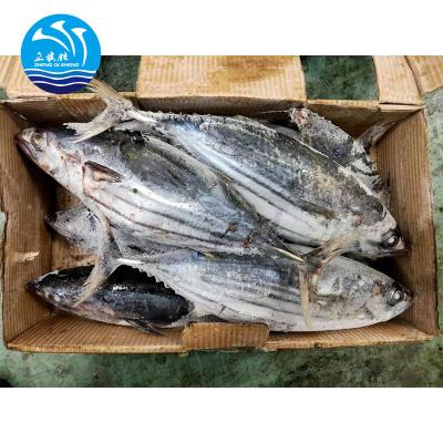 China Tuna Indonesia High Quality Frozen Bonito 1.8KG for sale