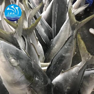 China BQF FROZEN High Quality Fresh Frozen Whole Round Yellowtail Fish for sale