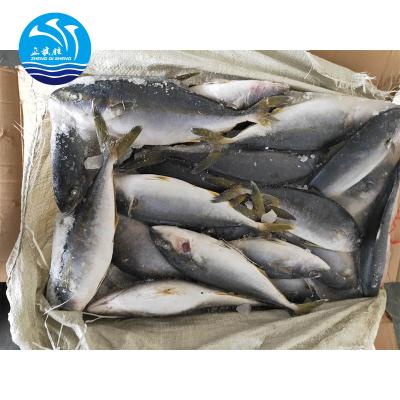 China 500-1000g FROZEN Frozen Yellow Tail Fish for Vietnam for sale