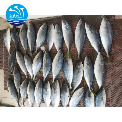 China Yellowtail Fish 400-600g BQF New Arrival FROZEN Fisheries Product Type for sale