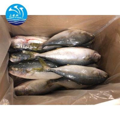 China FROZEN Frozen Yellow Tail Saurels Importers In Africa Fish for sale