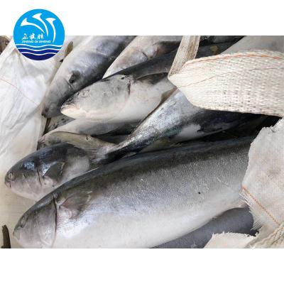 China Yellow tail 300-500g wholesale frozen fish FROZEN seafood with good price for sale