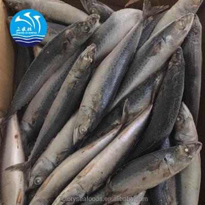 China FROZEN Good Quality Frozen Pacific Mackerel/Indian Mackerel/Spanish Mackerel for sale