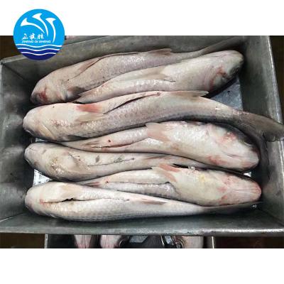 China 6-7pcs/ctn FROZEN Chinese Seafood Frozen Gutted Gray Mullet for sale