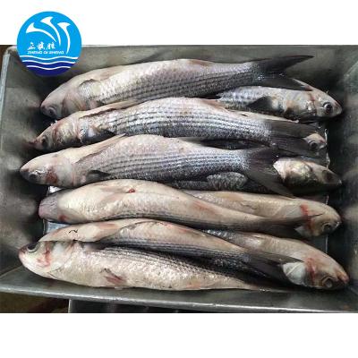 China New FROZEN Frozen Gray Mullet Gutted Fish Whole Round In Best Price for sale