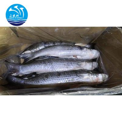 China 6-7pcs/ctn FROZEN Gray Mullet Fish Without Roe Gutted Frozen for sale