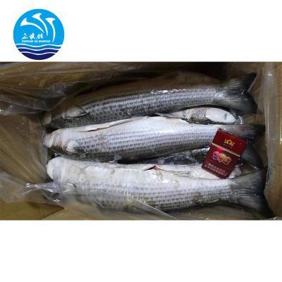 China Factory supply cheap price FROZEN directly Frozen Gutted Gray Mullet from China for sale