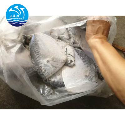 China FROZEN Ocean Frozen Seafood Moonfish Whole Round Supplied for sale