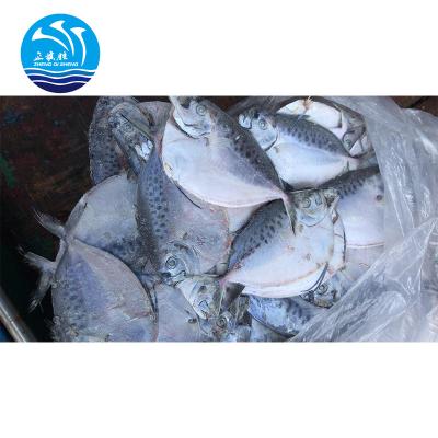 China FROZEN moonfish 150-200g/pc BQF two whole block round Mene Maculata for sale