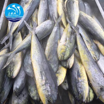 China New season mahi frozen frozen fish JELLY with wholesale price for sale