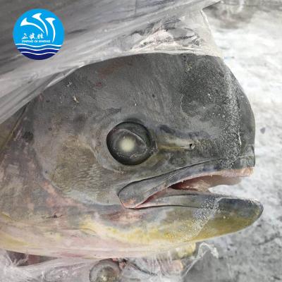 China China Supplier Seafood JELLY Export Frozen Mahi Fish for sale