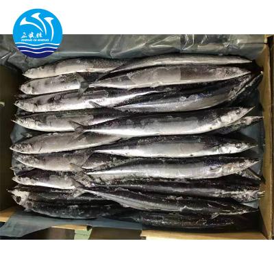 China 100-120g Japanese Frozen Seafood FROZEN Japanese Seafood Pacific Fish for Export for sale