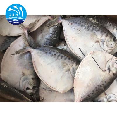 China IQF FROZEN Chinese Frozen Moonfish for sale