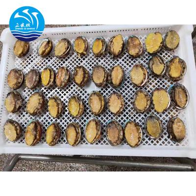 China IQF FROZEN Frozen Abalone for sale