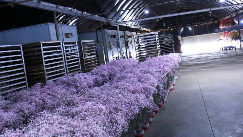 Verified China supplier - Yunnan Hongyan Flower Technology Co., Ltd.