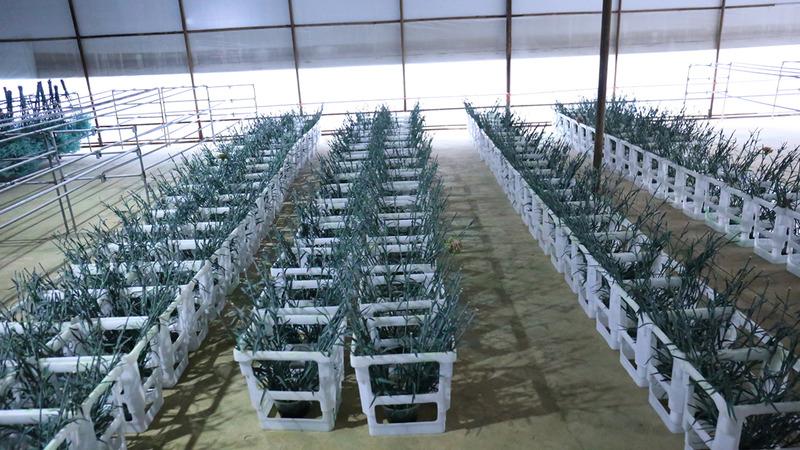 Verified China supplier - Yunnan Hongyan Flower Technology Co., Ltd.