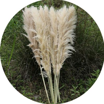 China Garden Boho Home Wedding Decor Dried Pompass Grass Flowers Large Pampas Grass Stems for sale