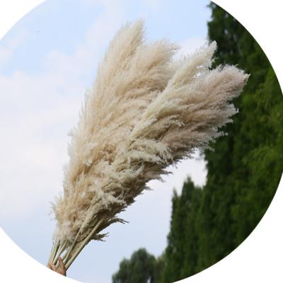 China Hot sell amazon garden big boho pompous grass dry pampas grass for wedding backdrop for sale