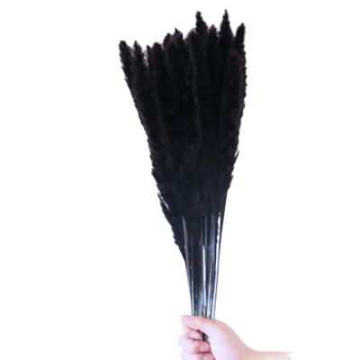 China Celebratory Black Pampas Grass Colored Dried Pompas Grass Flowers 60 Cm For Vase Decor for sale