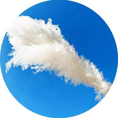 China Wholesale Natural Garden Pampas Grass Pampas Grass Plant Real For Wedding And Home Decoration for sale