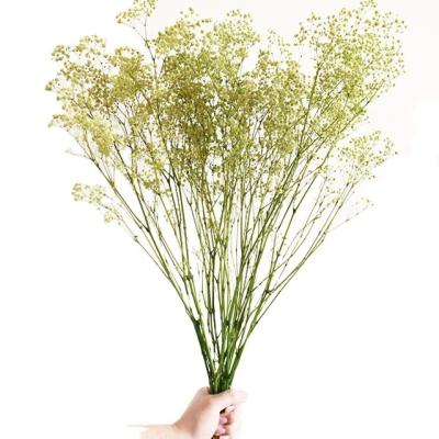 China High qualitybaby's breaths home decorationbig bunch dried flowers gypsophila baby's breath flower for sale