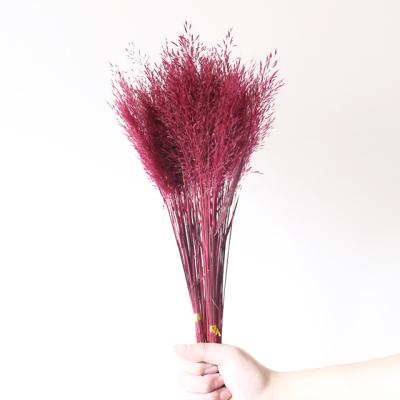 China Can last for 3 years dry flowers and plants by wheatgrass wholesale scent for diy or wedding and home decorative for sale