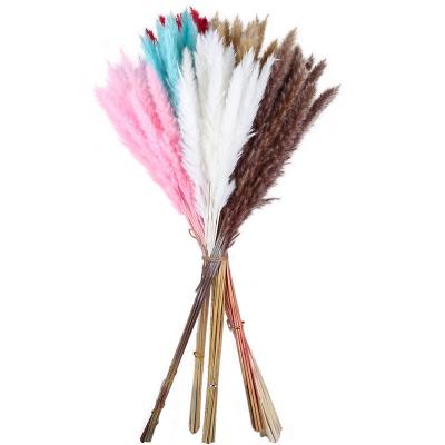 China Reed Fluffy Dried Pampas Grass Tall Natural Preserved Amazon Flower Eco-Friendly Wedding Decoration Tall Decor for sale