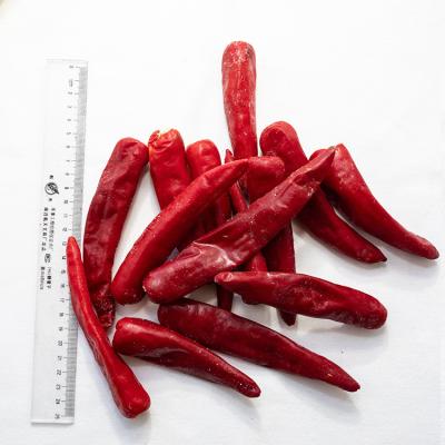 China hot selling fresh frozen chilli peppers new bulk frozen good quality FROZEN cultivation for export for sale