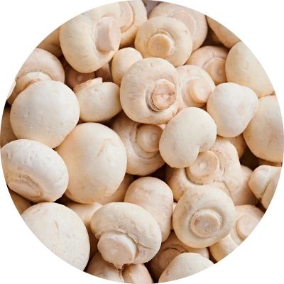 China Healthy Food Wanda Foods IQF Wholesale good quality delicious frozen champignon mushroom iqf Frozen mushroom frozen Agaricus bisporus for sale