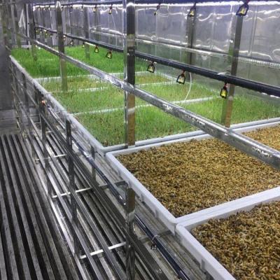 China Automated Hydroponic Water Circulation System 40HQ Barley Grass Fodder Container Sowing Machine Fodder System Container for sale