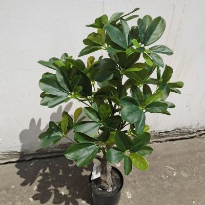 China Large Touch 0.65m Natural Plant Indoor And Outdoor Landscape Bonsai Wedding Decoration Hotel Office Seven Star Leaf Artificial Tree for sale