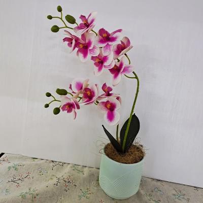 China Natural Touch Phalaenopsis With Ceramic Grass Desert Plant Decoration Simulation Potted Wholesale Plant for sale