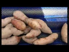 Vegetable Washing Peeling Machine  Ginger Cassava Carrot Potato Peeling Machine