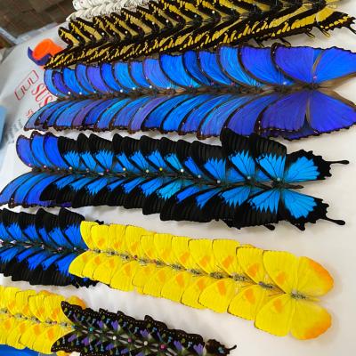 China Education / Decoration Morpho Helena Butterfly Real Real Precious And Beautiful Butterfly Specimens Rare Collection for sale