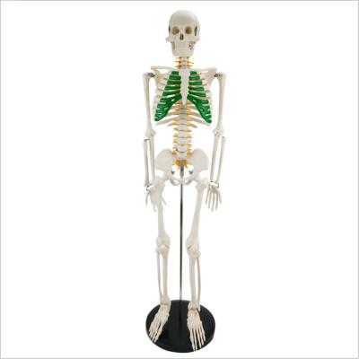 China In-101 45cm 180cm Mini Human Body Skeleton Anatomical Dismountable Teaching Model For Teaching for sale