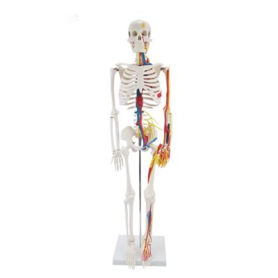 China Teaching Hot Selling 45cm Human Spine For Teaching Skeletal Model for sale