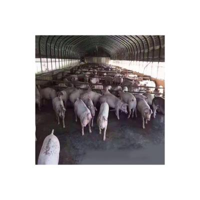 China Low Price Poultry House Easily Compiled Simple Design For Ready Made Layers Farm Professional Pig for sale