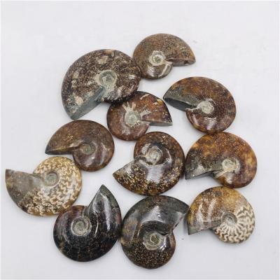 China China wholesale natural ammonite snail conch fossil fossil for mineral specimen for decoration for sale