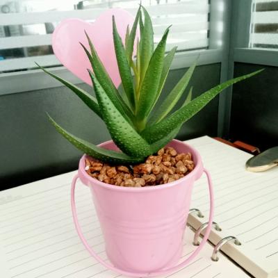 China Beautiful Beautiful Colorful Iron Flower Pots Artificial Succulent Plants Manufacturers For Decorative Simulation Aloe Potted Plant for sale