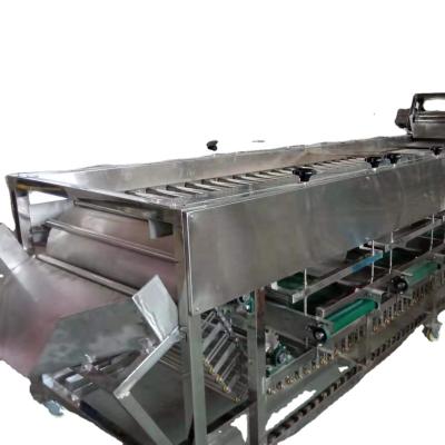 China Fruit Processing Plant Grading And Sorting By Size Roller Chain Sorter Machine for sale