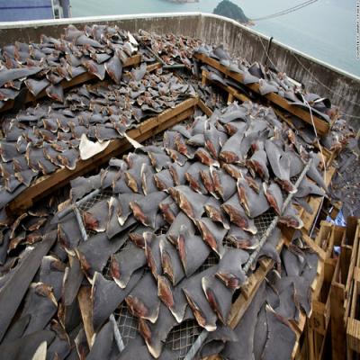 China Fresh and Dried Blue Shark Fin,Sea Shark Fins,Dried Shark Fins for Export, for sale