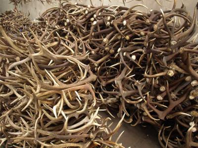 China Red Deer Antlers for Sale/Red Deer Antlers for Home Decoration for sale