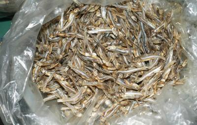 China Dried Anchovy Fish,Air Dried Anchovy Fish,Dried Salted Anchovy Fish,Froze Anchovy Fish for sale