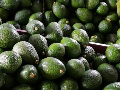 China Green Avocado for Sale/King Size Avacado for sale