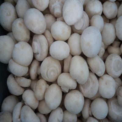 China Agaricus bisporus dry frozen edible mushroom for sale