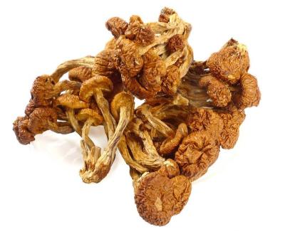 China Northeastern Specialty Seed Slippery Mushroom Dry Selection and Dry Mushroom for sale