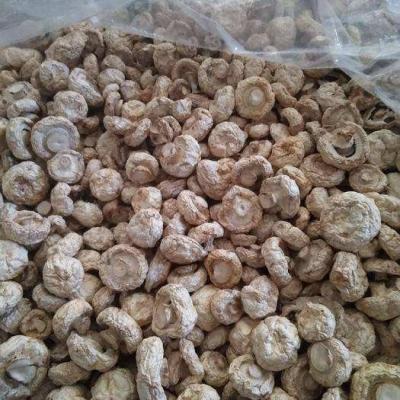 China Agaricus bisporus dry stew dry nutritional ingredients for sale